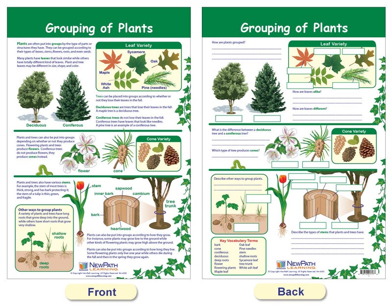 New Path Learning NewPath Learning - 94-3502 The Six Kingdoms Bulletin Board Charts, 12 x 18 Inch, Full Color, Set of 5 - Image 4